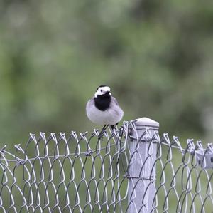 White Wagtail