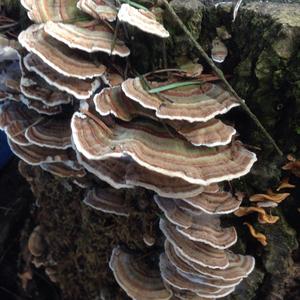 Turkey-tail