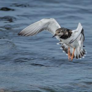 Ruddy Turnstone