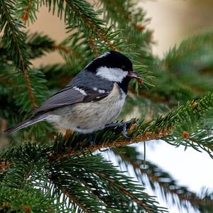 Coal Tit