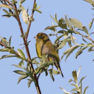 European Greenfinch