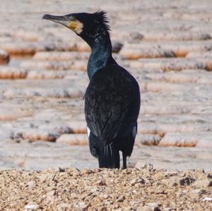 Great Cormorant