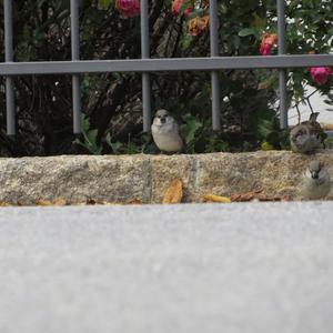 House Sparrow