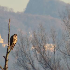 Western Marsh-harrier