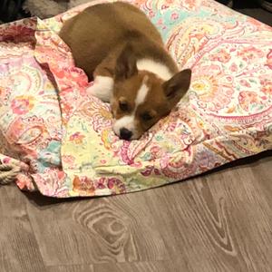 Welsh Corgi (Pembroke)