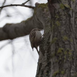 Short-toed Treecreeper