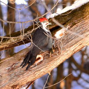 Pileated Woodpecker