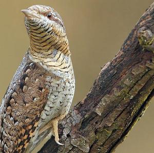 Eurasian Wryneck