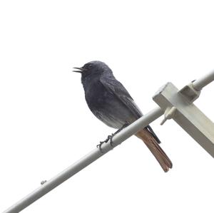 Black Redstart