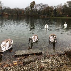 Mute Swan