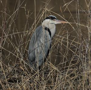 Grey Heron