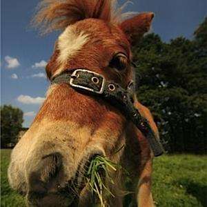 Unknown Breed