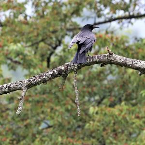 Carrion Crow