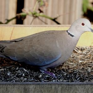 Eurasian Collared-dove