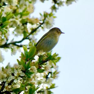 Common Chiffchaff