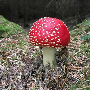 Fly Agaric