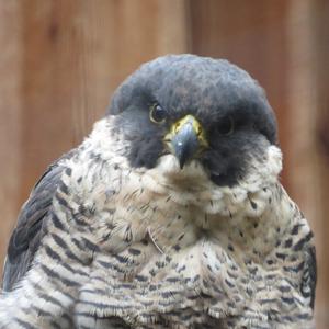 Peregrine Falcon