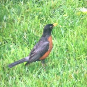 American Robin