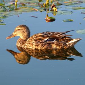 Mallard