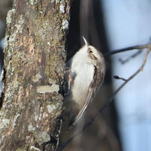 Eurasian Treecreeper