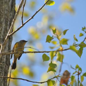 Connecticut Warbler