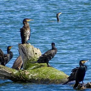 Great Cormorant