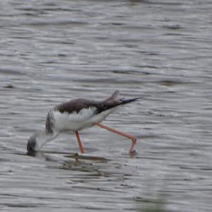 Black-winged Stilt