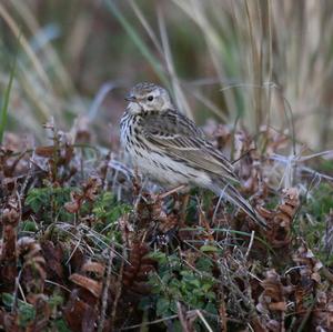 Meadow Pipit