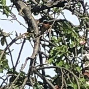 Common Redstart