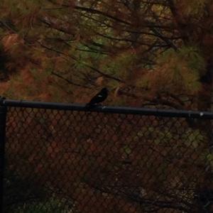 Red-winged Blackbird