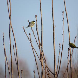 Great Tit