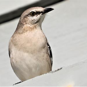 Grey Catbird