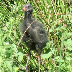 Common Moorhen