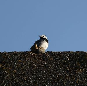 White Wagtail