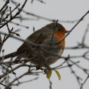 European Robin