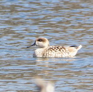 Marbled Teal