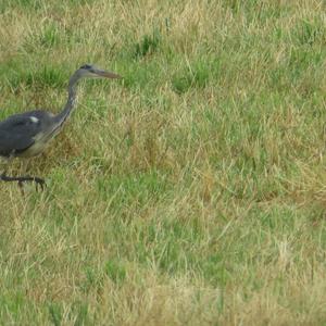 Grey Heron