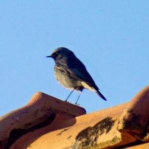 Black Redstart