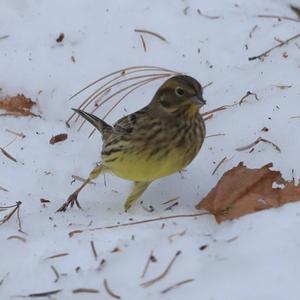 Yellowhammer