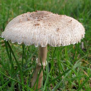 Shaggy Parasol