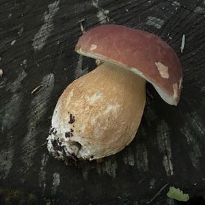 Summer Bolete