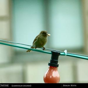 European Greenfinch