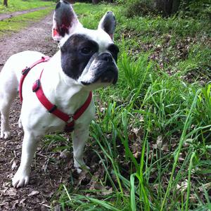 Französische Bulldogge