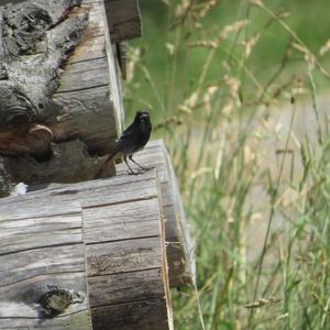 Black Redstart