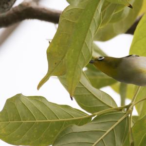 Oriental White-eye