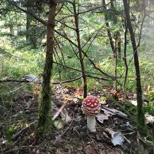 Fly Agaric