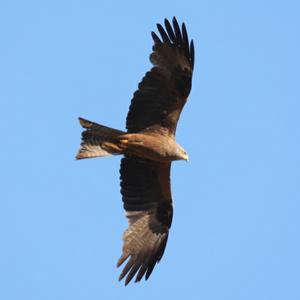 Black Kite