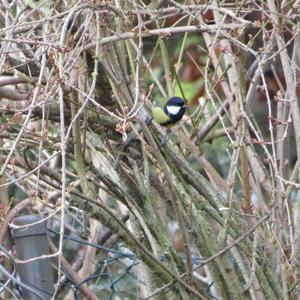 Great Tit