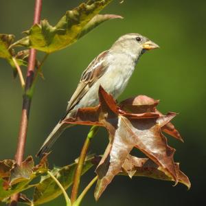 House Sparrow