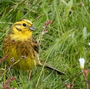 Yellowhammer